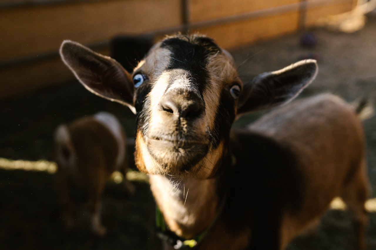 Can Goats Enjoy a Zucchini Feast? An InDepth Analysis