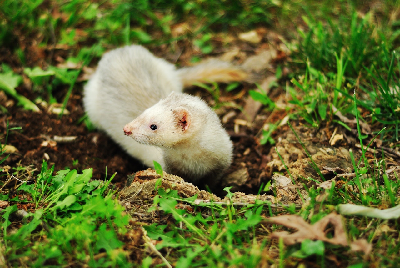 This captivating image captures the essence of a stunning white ferret. Its inquisitive, bright eyes seem to sparkle with curiosity, reflecting a sense of playfulness and intelligence. The ferret's glossy coat glistens, showcasing its pristine and well-maintained appearance. This enchanting photograph is a testament to the charm and elegance of these wonderful creatures