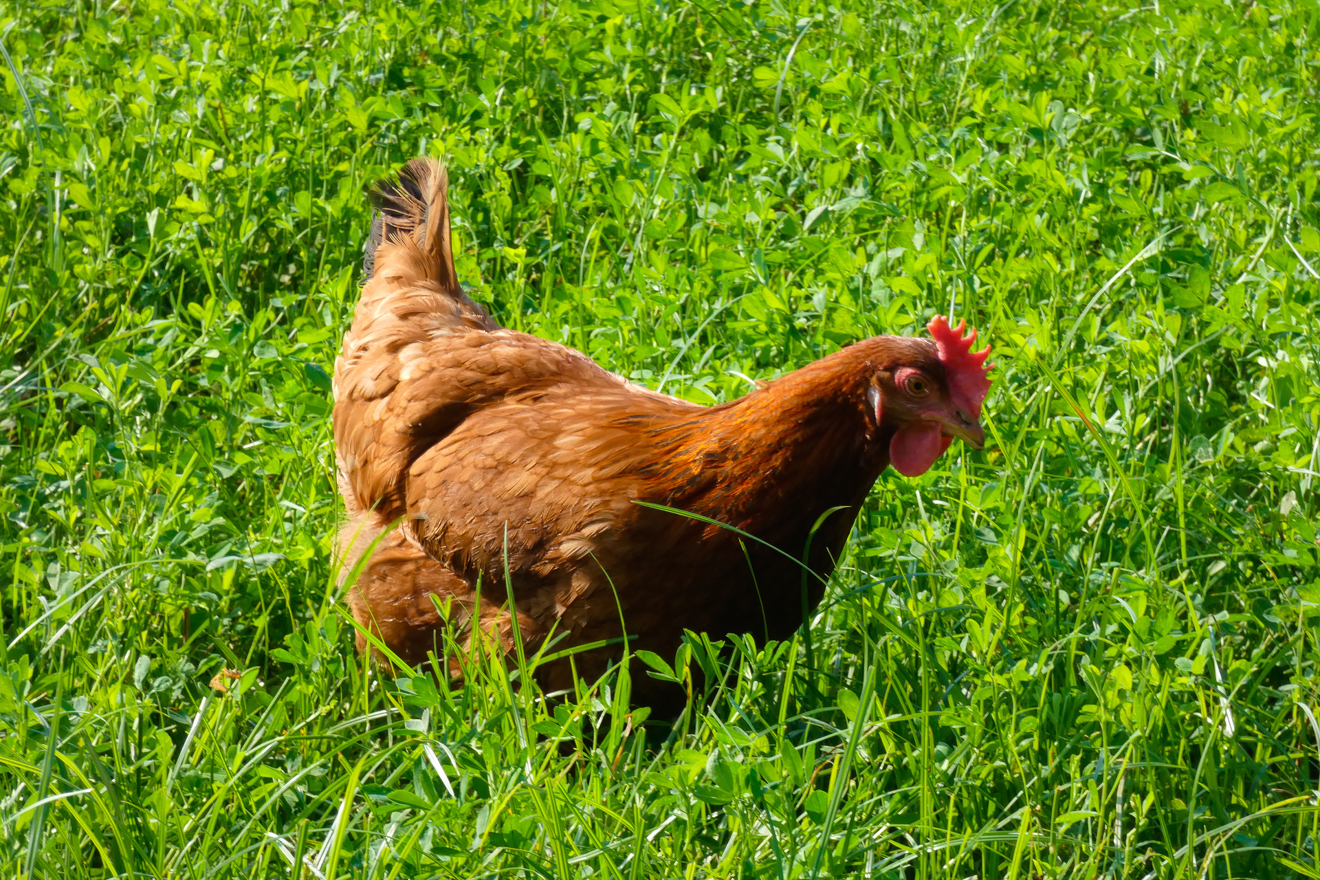 A domestic hen with light-brown feathers is captured in the midst of enjoying a crunchy celery stalk, pecking at the fibrous vegetable with keen interest in a rustic farm setting
