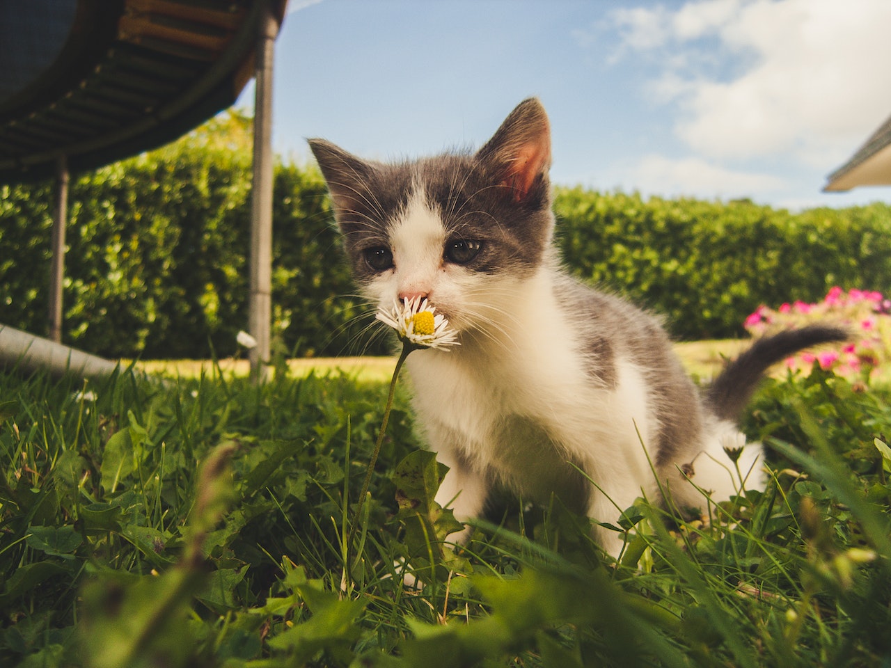 In the photo, there's a young kitten with a white and gray coat. The kitten appears to be in a playful or curious posture, situated outdoors on a patch of green grass. It's biting or sniffing a white daisy-like flower with a yellow center, which stands out against its white fur. The kitten's eyes are prominently focused, possibly indicating curiosity or playfulness. The background shows a garden setting with a neatly trimmed hedge, pink flowers in the distance, a portion of what appears to be a wooden structure (possibly a part of a bench or a deck), and a metal post. The sky overhead is clear with a hint of clouds, suggesting a sunny day. The overall ambiance of the photo is vibrant and lively, with a blend of natural colors