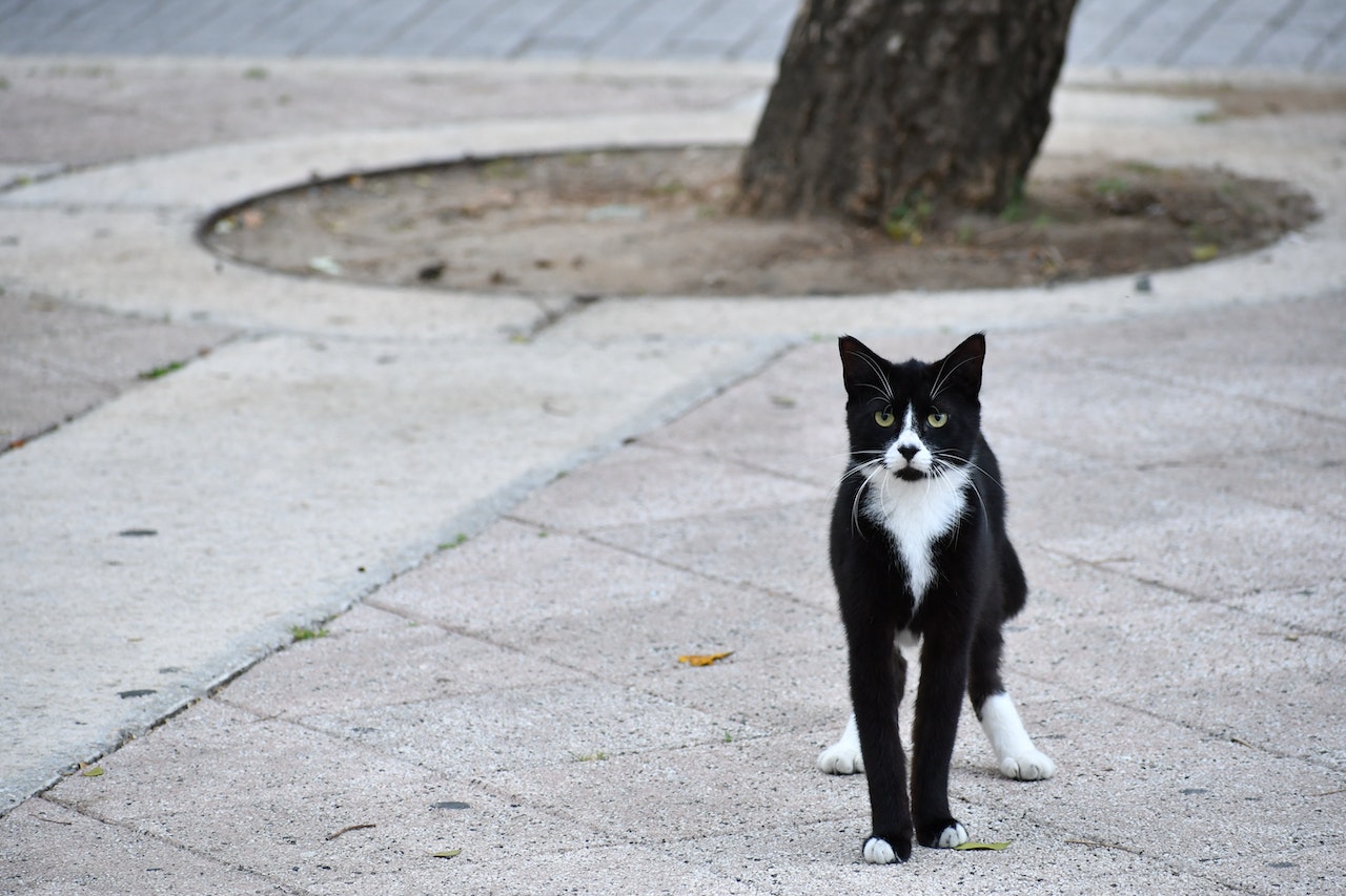 The photograph captures a poised tuxedo cat standing on a patchy concrete pathway. The cat sports a predominantly black coat, punctuated by white markings on its paws, chest, and a distinctive splash on its face, creating a mask-like appearance. Its emerald-green eyes shimmer with a mixture of curiosity and caution, giving a penetrating gaze that seems to be fixed on something or someone just out of frame. The feline's posture is erect, its tail slightly raised, suggesting alertness or interest. The sleek fur appears well-groomed, reflecting the ambient light subtly and giving a soft sheen to the creature's elegant frame. In the background, there's a semblance of an urban park. A tree with rugged bark stands firmly to the right, its base surrounded by a semi-circular cutout in the pavement, filled with dirt and a hint of vegetation. The pavement itself is an amalgamation of gray tones, and it's interspersed with patches of weeds, tiny stones, and random debris, telling tales of time and urban wear. Despite the seemingly mundane urban backdrop, the photograph has an air of serenity. It's as if time has paused for a brief moment, allowing the viewer to delve deep into the story of this lone feline and its urban jungle